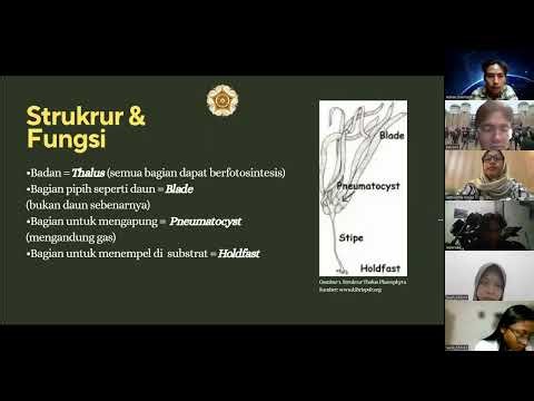 Macroalgae Phaeophyta-Biologi Tumbuhan Akuatik