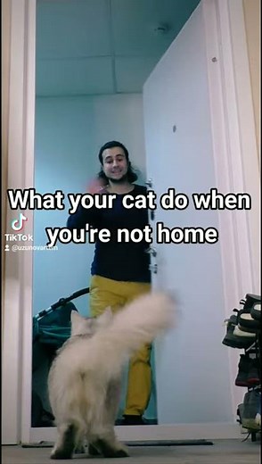 CAT'S version BUM BUM Mohamed Ramadan | What your cat do when you're not home