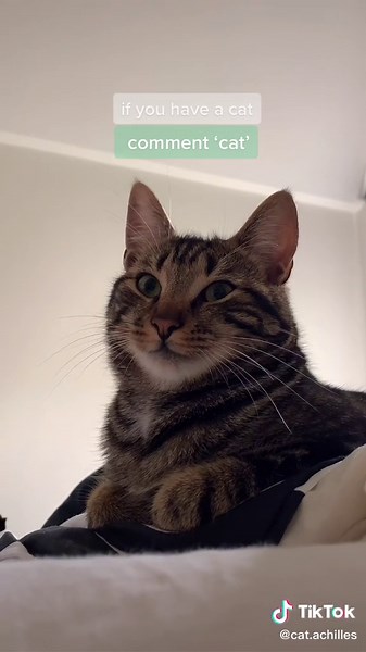 Achilles the cat op TikTok