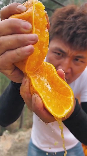 Harvesting Fresh Oranges: A Step-by-Step Guide