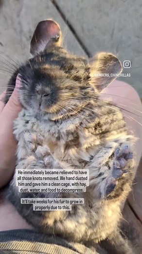 Emergency surrender today. This is persnickety. He arrived severely neglected with matted fur. His story: His owner rehomed him a few months ago due to a family loss and needed to prepare to leave the state. They are due to leave TOMORROW. The individual that was given this chinchilla returned it the night before / early this morning without a word. He was left in a mobile home - park community that has stray cats, in a cardboard box, on the original owners porch. No food. No water. No ventilati