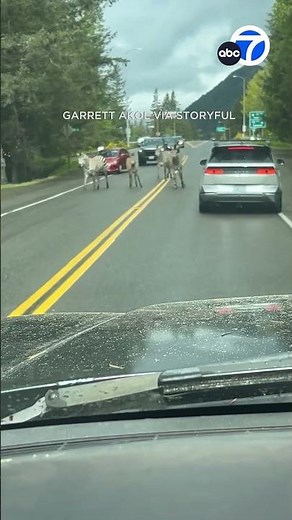 Zebras run wild on Washington state highway