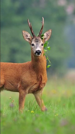 Le Chevreuil : Photographe Animalier #chevreuil #nicolafaune #shorts