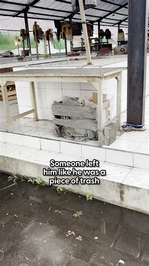 Stanley's Rescue Story: From Trash to Treasure