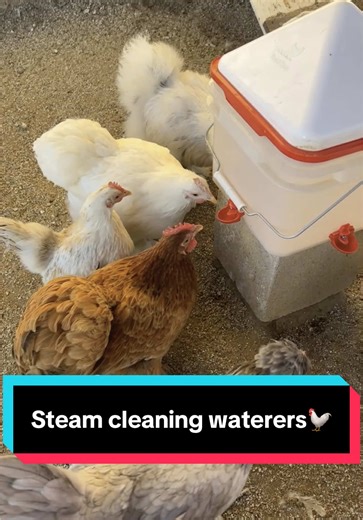 Effortless Steam Cleaning for Chicken Waterers