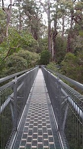 4.9K views · 296 reactions | Did you know you can walk among beautiful tingle forest at the Valley of the Giants Tree Top Walk? At 40 metres above ground, you really do get one of the best views (and experiences) on offer in Australia's South West. | Australia's South West | Facebook