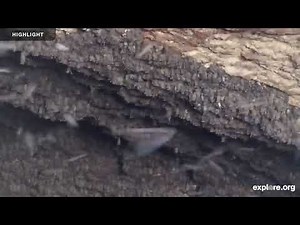 Inside the Bracken Bat Cave - Bat Conservation International | Highlights