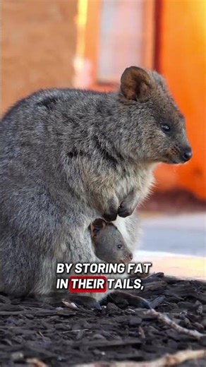 Why Quokkas Look Happy but Live in Harsh Environments | Quokka Science #stem #quokka