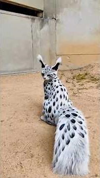 5 Animals That Look Fake... But Actually Exist. #facts #lifeonearth
