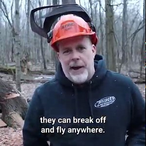 Felling a leaning tree without it barber chairing | Outdoors With The Morgans