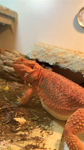 Dragão sinistro #pogona #Dragão barbudo