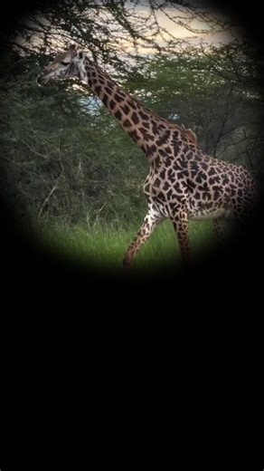 Did you know these 7 facts about giraffes? 1. Just like human fingerprints, every giraffe has a unique fur pattern? 2. Giraffes' feet are surprisingly large, measuring 30 cm in diameter. 3. Giraffes' tongues are bluish-purple and measure between 45 and 50 cm long. 4. Female giraffes give birth standing up, with their calves falling about 2 meters to the ground. 5. Within an hour of birth, calves can stand on their own. 6. They must stretch their front legs and/or bend their knees to lower their 