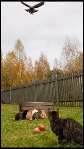 3.9K views · 49 reactions | A large golden eagle swooped in a terrifying attack toward a group of kittens playing in the yard. #naturalwildlife #mothercat #cat | Natural Wildlife | Facebook
