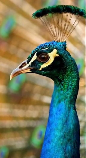 Peacock Display: Nature’s Most Stunning Show!