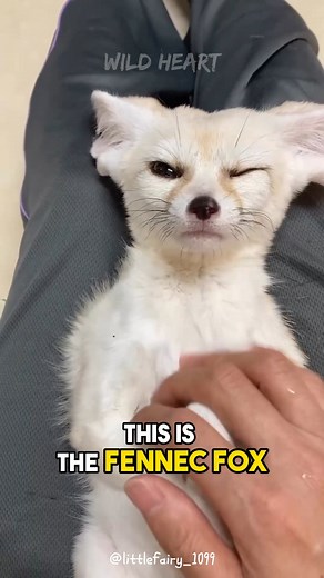2.5K views · 96 reactions | Fennec Fox | The Desert Sprite | Wild Heart | Facebook