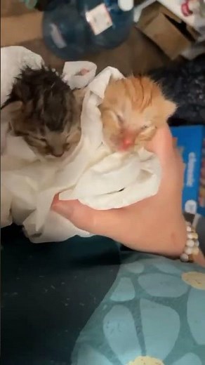 EMERGENCY: Three Newborn Kittens Are Now Counting On Us After Losing Their Mother[STORY BELOW]