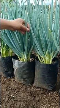 A Quick Tutorial on How to Plant Spring Onions in a Polybag
