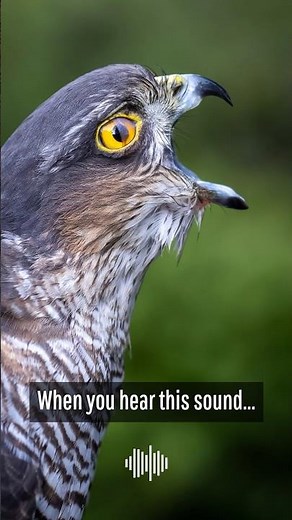 Do you know the sound of a sparrowhawk? #sparrowhawk #birds #wildlife #birding