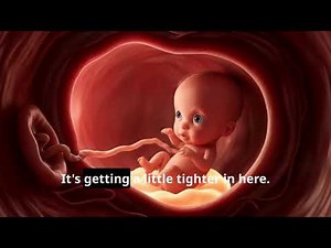 48 Hours Before Birth in 3D : An incredible Journey