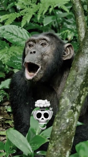 The STRANGEST Monkey Sounds You’ve Ever Heard! 🐒😱
