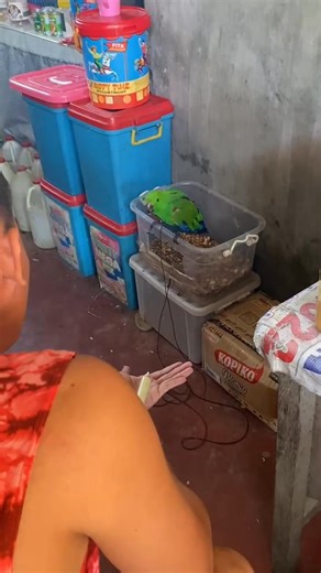 1.2K views · 30 reactions | Yown first jump recall Jack the male eclectus parrot | Rickz Velasquez | Facebook