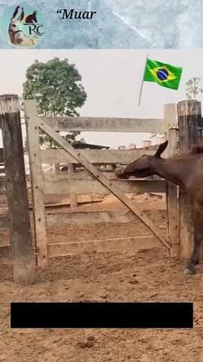 Burro não e burro é inteligente e prudente. #mulas #cavalo #burros #cavalos