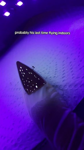 Creative Insect Dissection Techniques for Education