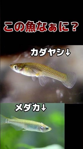 【似てる生き物】カダヤシとメダカ見分けられる？#shorts #生き物 #クイズ #知識 #メダカ #カダヤシ #魚