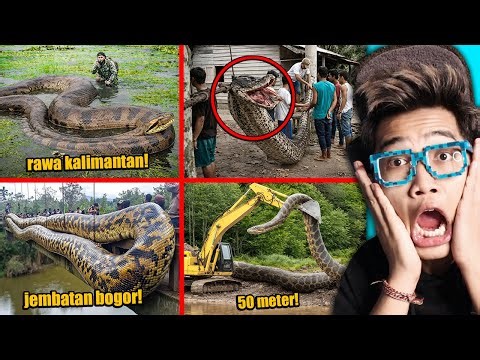 BERUSIA 72 TAHUN!!! ULAR NABAU GIGAS SEPANJANG 55 METER, GEGERKAN WARGA!!!