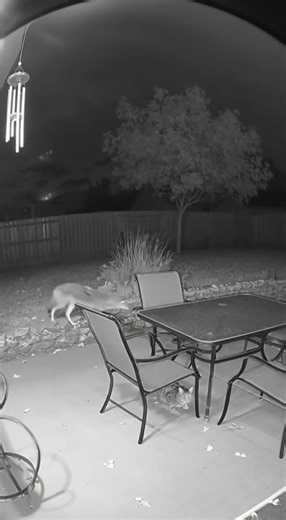 Night Ring Cam Coyote sneaks into a suburban yard and grabs a house cat hiding under a table