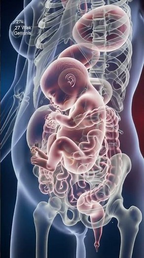 27 Weeks Pregnant Realistic 3D Animation of Fetal Development