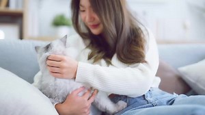 Most Popular Large Cat Breeds in the USA #cats #usa #catbreed | Animals Around The Globe