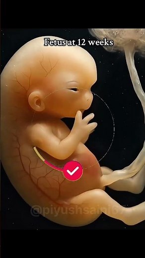Development of a human foetus | 3D animation| #biology #animation #foetus #embryodevelopment #shorts