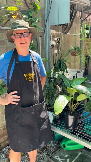 Just in time for Halloween — our bat flowers are stealing the show! 👻 Hear John from Growing Friends talk about these spooky blooms (and how they’re a much friendlier kind of bat than the ones that used to cause mischief in the Gardens!). Come see them for yourself at the next Growing Friends Plant Sale! | Foundation and Friends of the Botanic Gardens