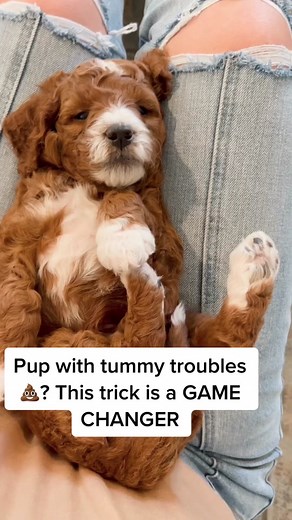 How to Help Your Puppy with Runny Poop: Hydration Trick