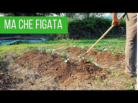 How to Remove Weeds from Your Vegetable Garden | A TOOL YOU MUST HAVE