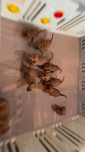 Cleo’s mini Goldens are 5 weeks old ❤️ #minigoldenpuppies #minigoldenretriever | 7-L Farms | Facebook