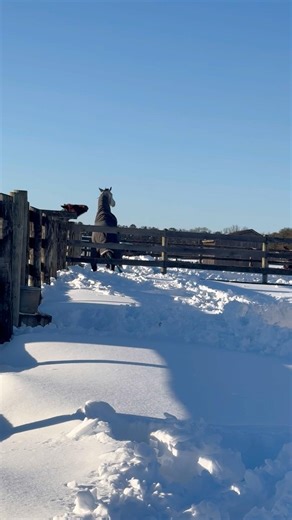 Sassy Pony Was Romping Around In The Snow Today | #horse #journey #dontstopbelieven #barrelracing