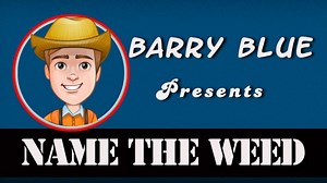 One aspect of farming is dealing with weeds. We put together a quiz to see if you can identify some of the weeds wild blueberry growers must deal with. | PEI Wild Blueberries