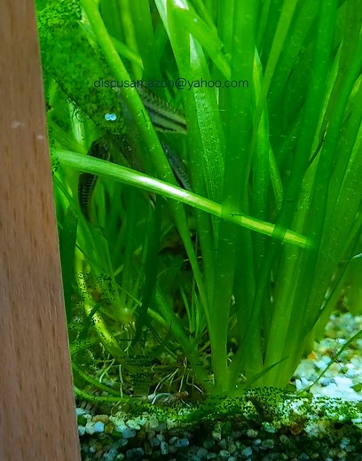 Corydoras Pygmaeus | Valentin Jianu