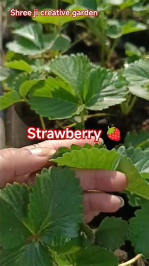 Strawberry plant #ftuit #garden #plants #nature #gardening #youtubeshorts #shorts