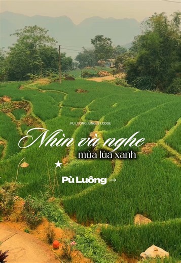 Thoáng thấy mùa lúa qua khung cửa #dulich #puluongjunglelodge #mualuaxanh #nghiduong