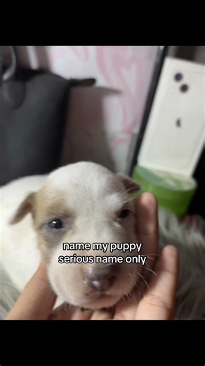 Unique Puppy Names You’ll Love