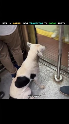 Dog Traveling in Train 🐶🚆 | New Railfan Unlocked 😎🔥 | Attitude Indian Railways Edit 💥