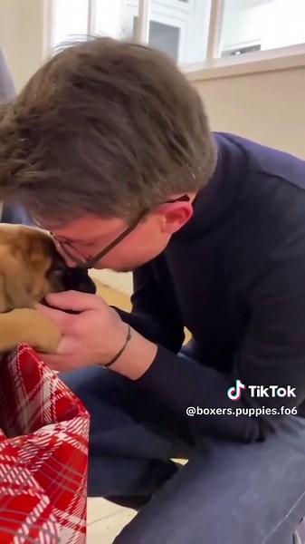 It was a safe delivery.Bella just arrived her new and loving home today 🥰 she’s so excited 😆 #delivery #boxerdog #boxerdogs #puppies #dogs #doglovers #boxerlover #boxerlovers #dogsdelivery