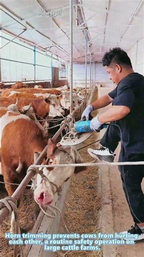 Farmer uses electric cutter to trim cattle horns safely inside enclosed barn