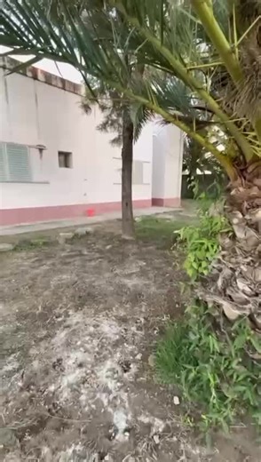 1 dia🥺 #promo25 #pdb