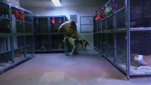 Love Greyhound❤️‍🩹 (@love.greyhound4)’s videos with original sound - Love Greyhound❤️‍🩹