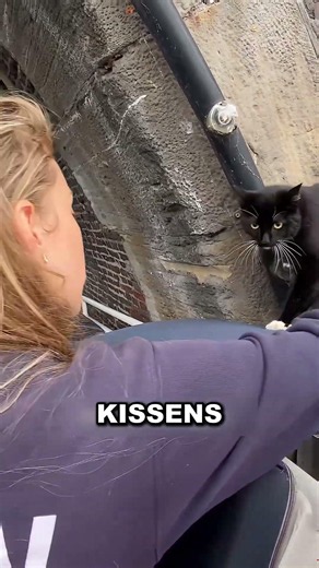 Mädchen rettet eine ängstliche Katze unter einer Brücke #Tierrettung #Berührend