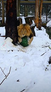 When people ask how the lions handle the snow, clearly he's having a ball!! 🦁 | Claws 'N' Paws Wild Animal Park